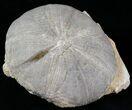 Huge Jurassic Sea Urchin (Clypeus plotti) - England #30710-1